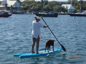 People in the Bahamas  love their pets